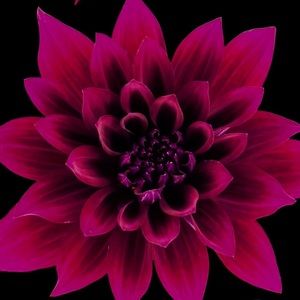 Meet your Posher, Robin